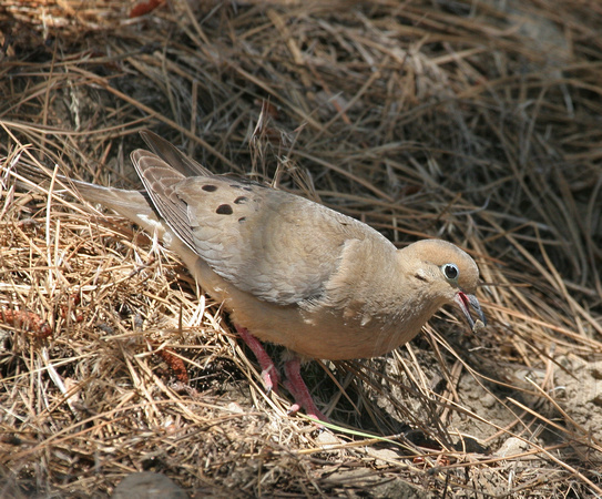 Dove Eating