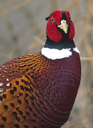 Ring-necked Pheasant Portrait