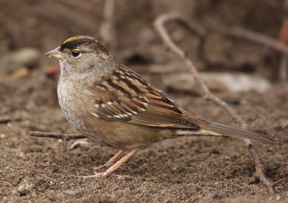 non-breeding Golden-crowned Sparrow