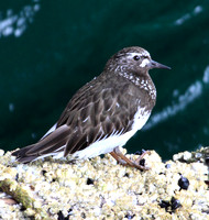 Black Turnstone in breeding plumage