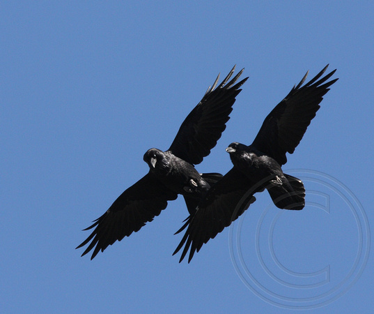 Common Raven couple