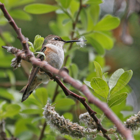 female Rufous gathering willow fluff for nest building