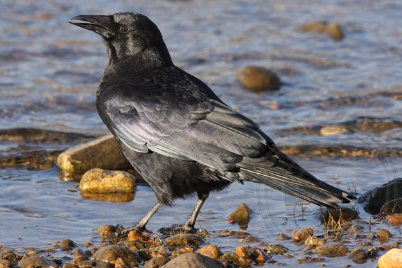American Crow on the beach