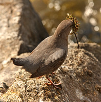Dipper carrying nest material
