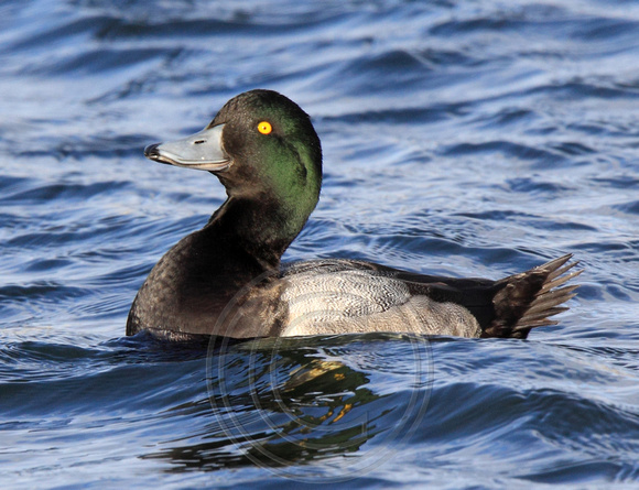 Greater Scaup beginning display