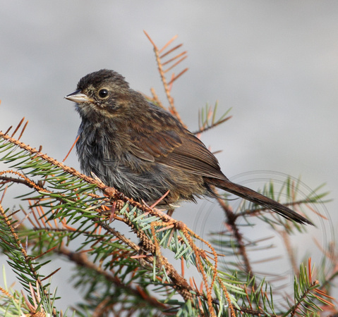 Song Sparrow - Haida Gwaii subspecies