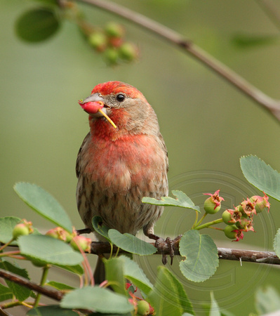 male House Finch eating an unripe saskatoon berry