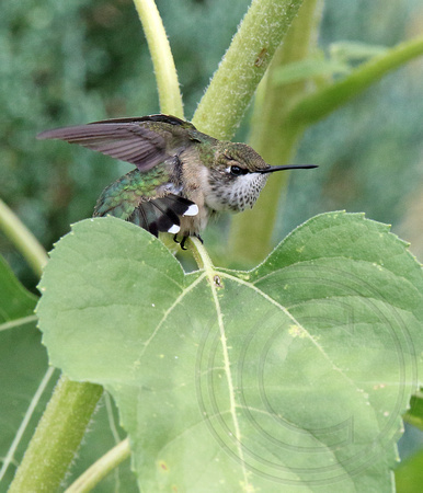 juvenile male RT Hummer in sunflower stretch
