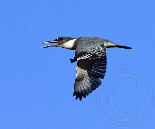 male Belted Kingfisher in flight