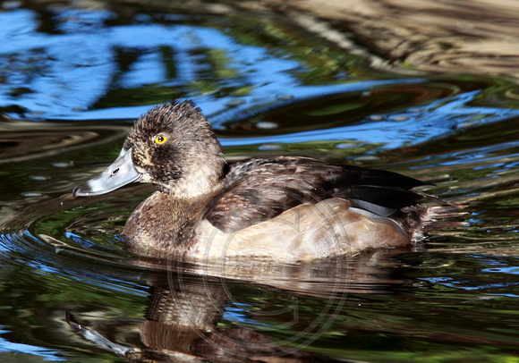 immature Ring-necked Duck