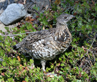 young male Ruffed Grouse