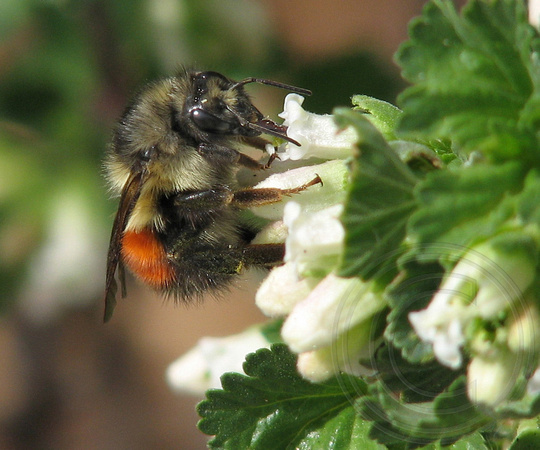 Bumblebee on waxy currant