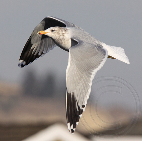California Gull (winter) in flight