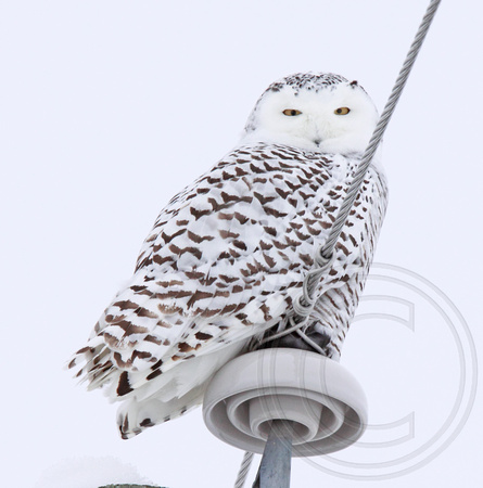 Snowy Owl, male immature