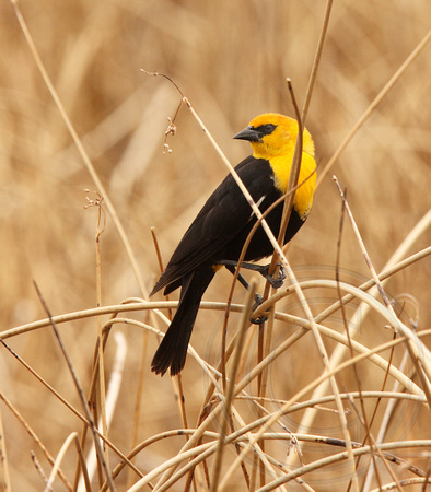 male Yellow-headed Blackbird in bulrush marsh