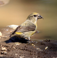 Finches: Crossbills, Siskins, and Redpolls