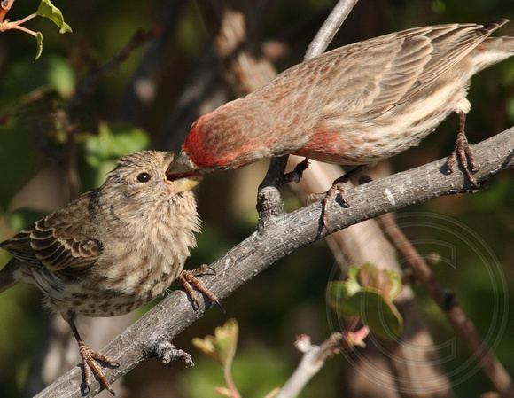 Courtship Feeding?- House Finch pair