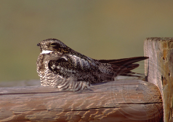 Common Nighthawk resting during the day