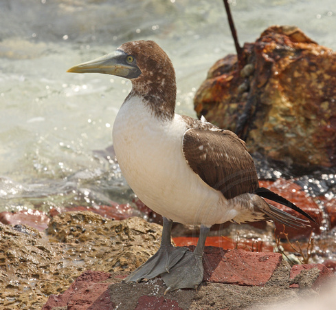 young Masked Booby 2008