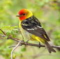 male Western Tanager in a hawthorn tree