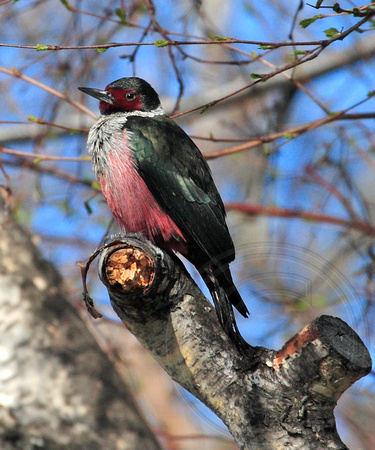Lewis's Woodpecker in spring