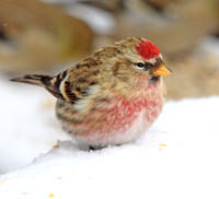 some redpolls are browner than others