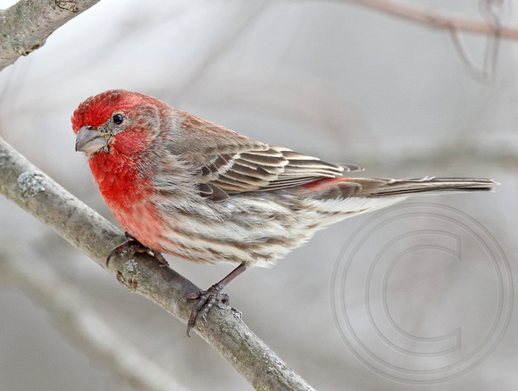 spring male House Finch