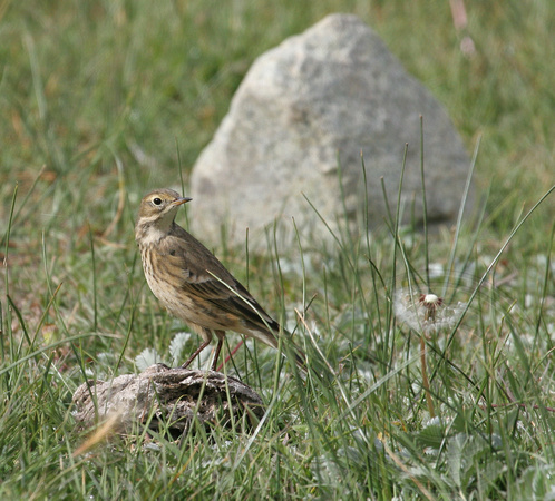 American Pipit in autumn