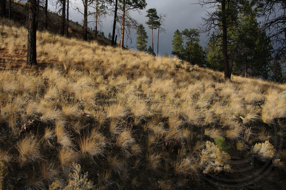 Beautiful Bunchgrass east of Penticton