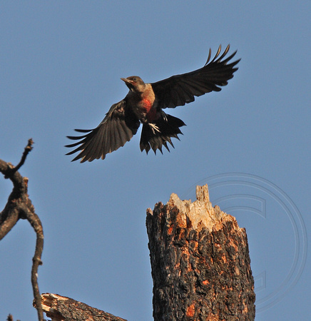 juvenile Lewis's Woodpecker following parent
