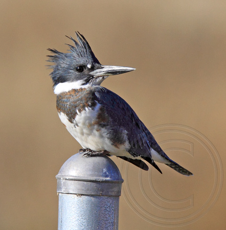 female Belted Kingfisher