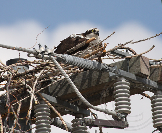Dangerous location for an Osprey nest