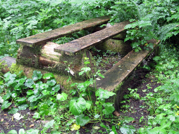 Picnic Table being taken over by the elements and greenery