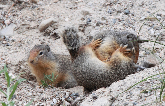 Ground Squirrel youngsters wrestling