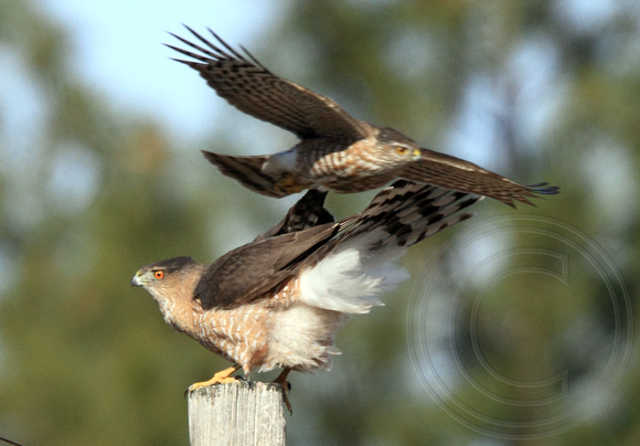 Sharp-shinned Hawk dive bombing a Cooper's Hawk
