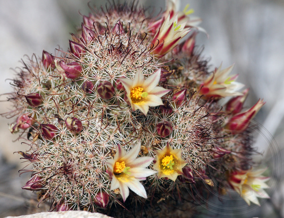 the prickly world of a desert park - Mammilaria