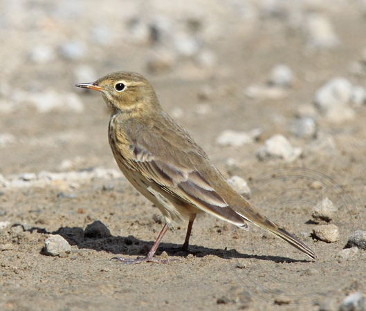 American Pipit in fall