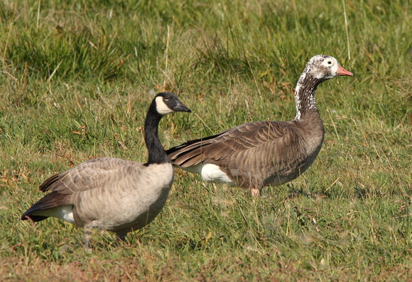 hybrid between Canada Goose and Snow Goose?