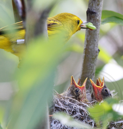 banded Yellow Warbler feeding young