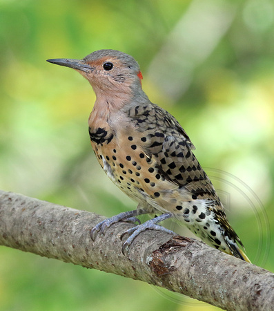 young Yellow-shafted Flicker