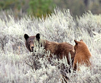 Cinammon bear with its reddish cub in the sagebrush (Sheep Creek Rd.)