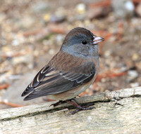female Junco with no tail