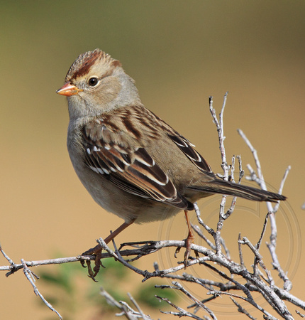 immature White-crowned Sparrow