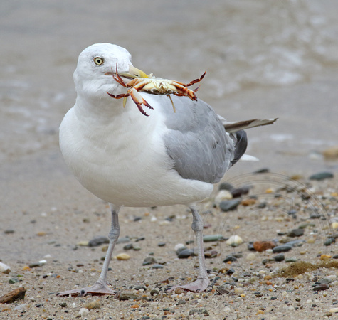 Herring Gull with catch of the day