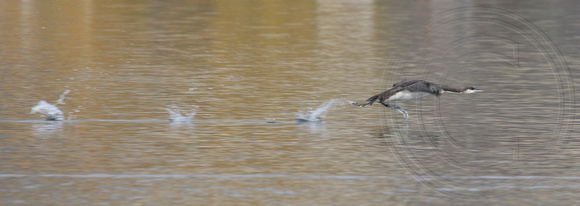 Pacific Loon taking off
