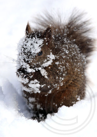 Black Squirrel snow face