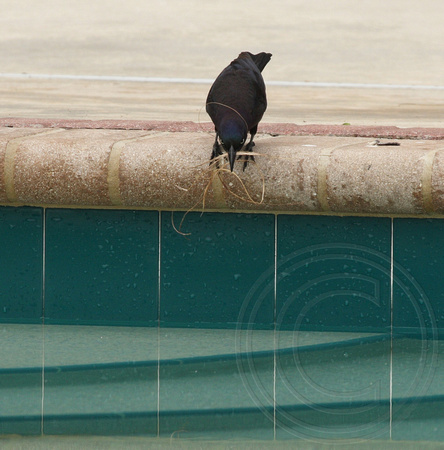 Common Grackle trying to multi-task
