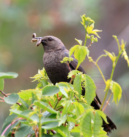 female Brewer's Blackbird with food for young