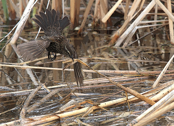 tugging on some reed material for a nest and getting flipped around when it wouldn't budge