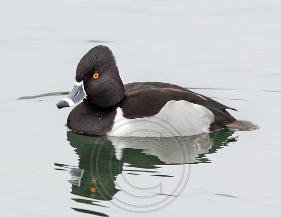 male Ring-necked Duck